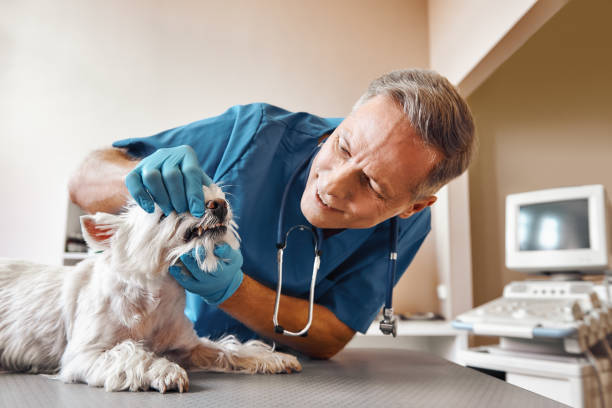 Best Tooth Infection Emergency Dentist  in Longview, TX